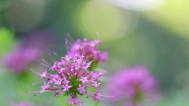 Çiçek açan Phuopsis stylosa nazikçe üflüyor, güzel pembe çiçekler, Phuopsis stylosa 'nın güzel çiçekleri