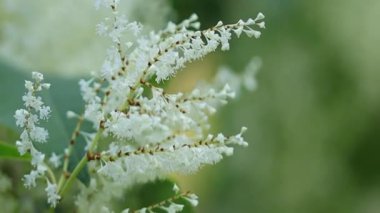 Rüzgarda uçuşan beyaz düğümlü çiçekler, rüzgarda sallanan küçük beyaz çiçekli büyük çalılar, büyük yapraklı beyaz çiçekler, dev düğüm otlarından oluşan güzel filizler.