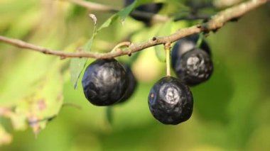 Akşam güneşinde yabani böğürtlenler, neredeyse kurutulmuş böğürtlenler, kurutulmuş kara böğürtlenler, akşam güneşinde koyu meyveli dallar, sonbaharda olgunlaşan meyveler, doğada yeşil ve siyah sonbahar renkleri, sonbahar renkleri