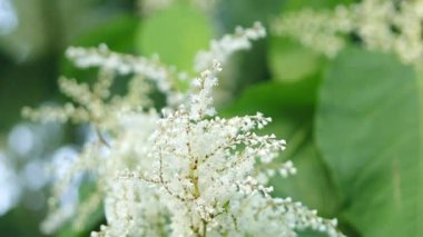 Dev düğüm otlarından oluşan güzel filizler, rüzgarda esen beyaz düğüm çiçekleri, rüzgarda sallanan küçük beyaz çiçekli büyük çalılar, büyük yapraklı beyaz çiçekler.