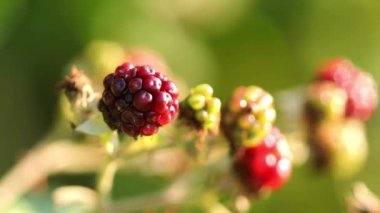 Akşam güneşinde yabani böğürtlenler, akşam güneşinde böğürtlenlerin meyveleri, sonbaharda olgunlaşan böğürtlenler, doğada kırmızı yeşil sonbahar renkleri, sonbahar renkleri, güzel olgun böğürtlenler