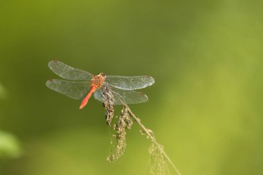 Yakın plan kırmızı yusufçuk, kurumuş dalda büyük bir yusufçuk, genç bir kızın gözü, güzel bir Sympetrum, yeşil arka planı olan kırmızı yusufçuk.