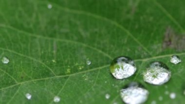 Su damlaları yeşil bir yaprağın üzerindeki elmaslar gibi parlar, su damlaları bir yaprağın üzerine düşer, sabah çiy damlaları ışıkta parlar, güneş altında parlar.