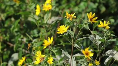Rüzgarda savrulan orman ayçiçeği, sabah rüzgarda esen Helianthus divaricatus, sabah güneşinde savrulan yabani ayçiçekleri.