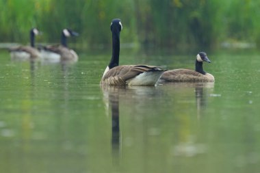 Yağmurda bir çift Kanada kazı, güzel bir çift kaz, suda yansıyor.
