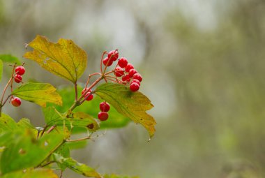 Viburnum opulus böğürtlenli dal, sonbaharda böğürtlen, ormanda sonbahar havası, yapraklar ve meyveler, dallarda kırmızı böğürtlen, sarı ve yeşil yapraklar