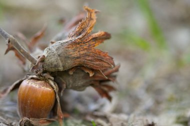 branch with a hazelnut, close-up hazelnut, harvest time hazelnuts, brown fruit from hazelnut, closeup hazel clipart