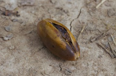 Meşe palamutları, olgun meşe palamudu, patlamış meşe palamudu, hasat zamanı meşe palamudu, meşe ağacı meyvesi, Quercus 