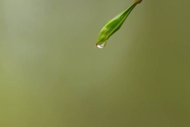 Su bir yaprağa düşer, yağmur damlaları, su damlaları ışıkta parıldar, yağmur damlaları ışıkta parıldar.