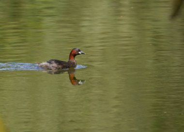 Güneş ışığında küçük bir ördek, gölde yüzen su kuşu, gölde küçük bir yunus balığı.