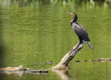 Ağaç kütüğünde karabatak, karabatak güneş banyosu güneş ışığında karabatak, gölde siyah kuş.