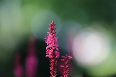 parlak mor gevşeklik, arka planda Bokeh kabarcıkları, pembe çiçekler ve bokeh, pembe ve mor renkler, mor gevşekliğin çiçek sapları
