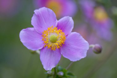 Sonbahar şakayığı çiçekleri, yumuşak sarı polen demetleri, pembe bir çiçeğin polen demetleri, sarı yapraklar.
