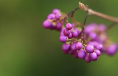 berries bright purple, purple berries on the bush, small fruits on Callicarpa, lilac berries, green background clipart