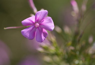 Phlox flower, flower of a phlox, pink flower, pink petals from close up clipart