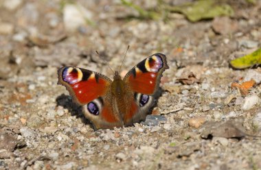  Tavuskuşu kelebeği yerde, kelebek kanatları açık, tavus kuşu kelebeği çakılda, renkli kelebek