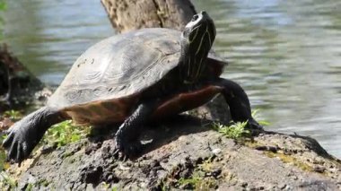 Ağaç gövdesindeki kırmızı yanaklı kaplumbağa, göl kenarında güneşlenen vahşi su kaplumbağası.