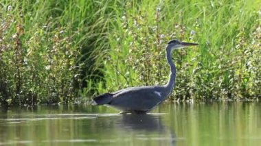 Gri balıkçıl gölette, gri balıkçıl dalış, gri balıkçıl avı, sığ sularda kuş.