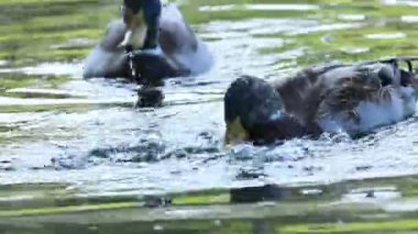 Erkek yaban ördeği suda yiyecek arıyor, erkek yaban ördeği gölette, renkli ördek gölde yiyecek arıyor, güzel yeşil parlayan su