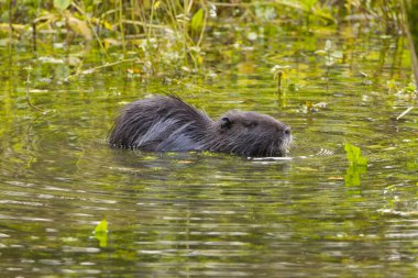 Yan taraftaki sevimli coypu, suda yüzen tatlı hindistan cevizi, yukarı bakan hindistan cevizi, sazlıklar arasındaki sevimli coypu.