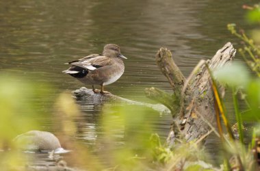 Gadwall on a tree stump in a pond, gadwall from the side, natural habitat of a duck, duck on tree trunk, duck between leaves and bushes clipart