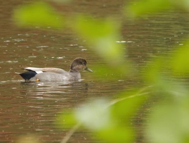 Gadwall in pond, gadwall between green leaves, gray duck between bushes, duckling in lake, framed in green clipart