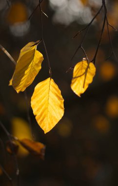 Bir ağacın altın yaprakları, ormandaki sonbahar renkleri, sonbaharda parlak sarı renkler, güneşte sarı turuncu yapraklar parlıyor, güneş sarı bir yaprağın üzerinde parlıyor, koyu arkaplan
