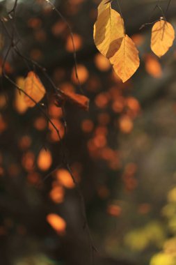 golden leaves of a tree, autumn colours in the forest, bright yellow colours in autumn, yellow orange leaves shine in the sun, sun shines on a foliage clipart