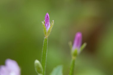 Küçük söğüt çiçeği, pembe yumuşak çiçek, çiçek tomurcuğu, pastel renkli taç yaprakları, mor çiçekler, yeşil arka plan, yumuşak willoerb