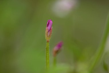 close up small willowherb flower, pink soft blossom, bud of a flower, pastel-colored petals, purple flowers, green background, soft willowherb clipart