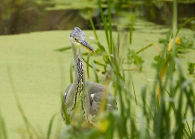 Gray heron between reeds, heron in the pond between duckweed and grasses, grey bird in the pond from the side, bird fishing, grey heron from the front clipart