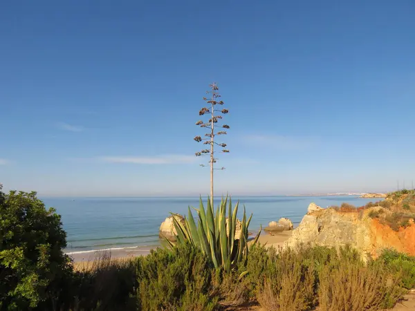 Portekiz 'in Algarve bölgesinde çekilen turkuaz bir deniz ve mavi gökyüzü ile çiçekli bir agave bitkisi ve kumsal.. 