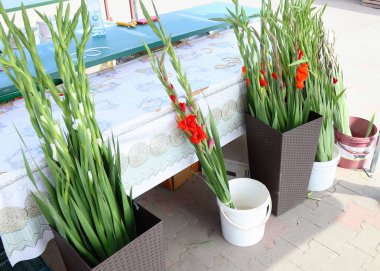 Ağustos sonu ve Eylül başında mevsimlik pazarda satılan kovalardaki kırmızı, beyaz ve sarı gladiolus çiçekleri. Yüksek kalite fotoğraf