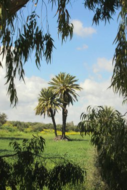 Güzel, yemyeşil bir alan, ön planda belirgin yüksek palmiye ağaçları ile süslenmiş, sakin bir doğa manzarası yaratır.