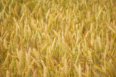Bir tarladaki altın buğday dikenlerinin yakın plan çekimi zengin dokuları ve olgunlaşmış tahılların hasat için hazır detaylarını gözler önüne seriyor. Yüksek kalite fotoğraf