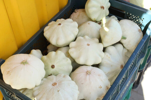Light green squash in the blue basket sold at the season autumn market among other vegetables. High quality photo