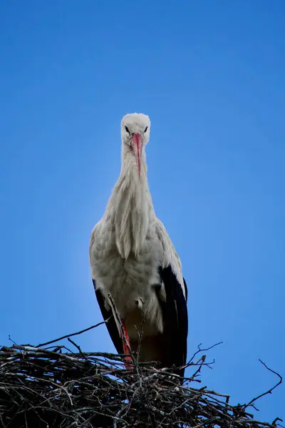 Parlak mavi gökyüzüne karşı ağaç dallarından yapılmış yuvada oturan beyaz leyleğin portresini yakından çek. Yüksek kalite fotoğraf