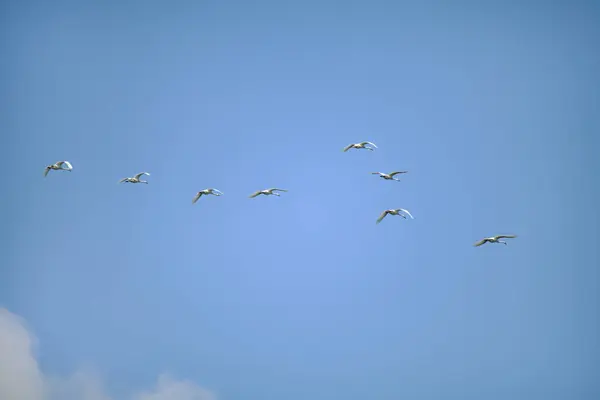 Beyaz bir kuş sürüsü mavi gökyüzüne karşı bir kama içinde uçan dilsiz kuğular. Yüksek kalite fotoğraf