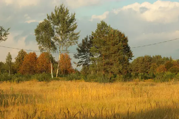 Litvanya, Vilnius yakınlarındaki bulutlu bir günde, sonbahar manzarası, sarı çimenler ve güzel ağaçlar. Yüksek kalite fotoğraf