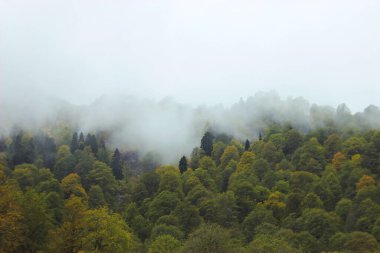 Kafkasya dağlarında sonbahar, Soçi, Rusya. Sis ve bulutlarla kaplı yeşil ve sarı ağaçlar. Yüksek kalite fotoğraf