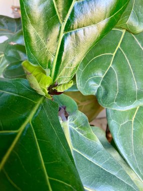 Kapalı alanda yetişen iki yeni yaprak.