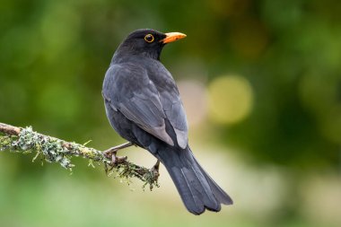 Siyah kuş yosun dalına tünemiş, yeşil arka planı bulanıklaşmış.