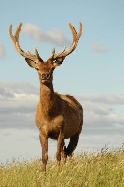Kırmızı geyik boynuzları ile kadife içinde Stag