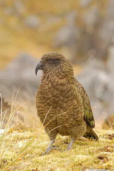 Kea, Yeni Zelanda 'nın yerlisi bir papağan.