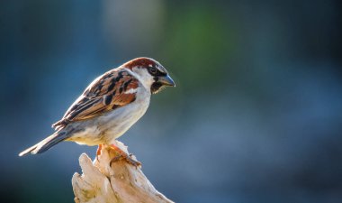 Serçe odak arkaplanı olmayan bir dala tünemiş