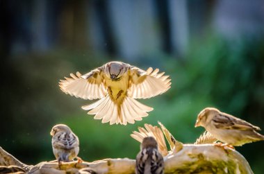Serçe karaya kanatlarını açmış geliyor.