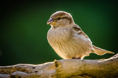 Serçe odak arkaplanı olmayan bir dala tünemiş