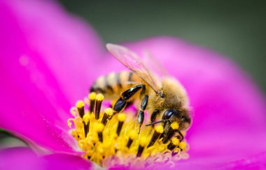 Bal arısı çiçekten nektar topluyor