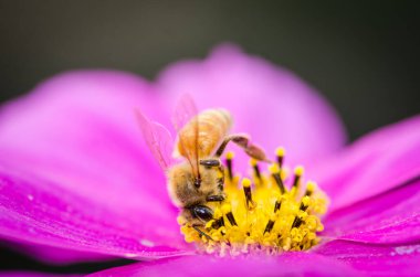 Bal arısı çiçekten nektar topluyor