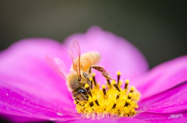 Bal arısı çiçekten nektar topluyor